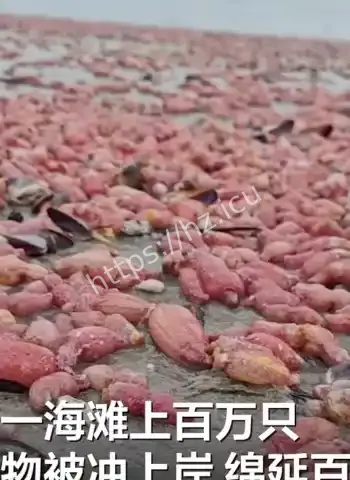 海岸出现粉色肠状生物